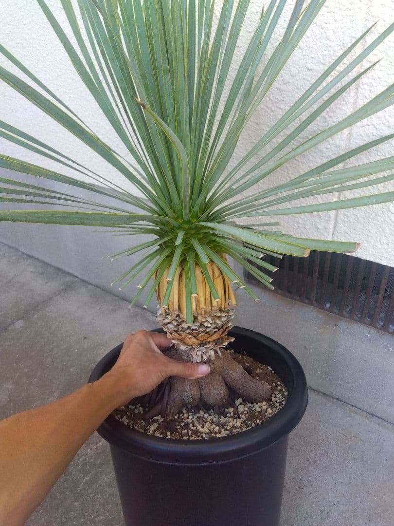 ユッカ　ロストラータ　10号鉢つき　根上がり❗
