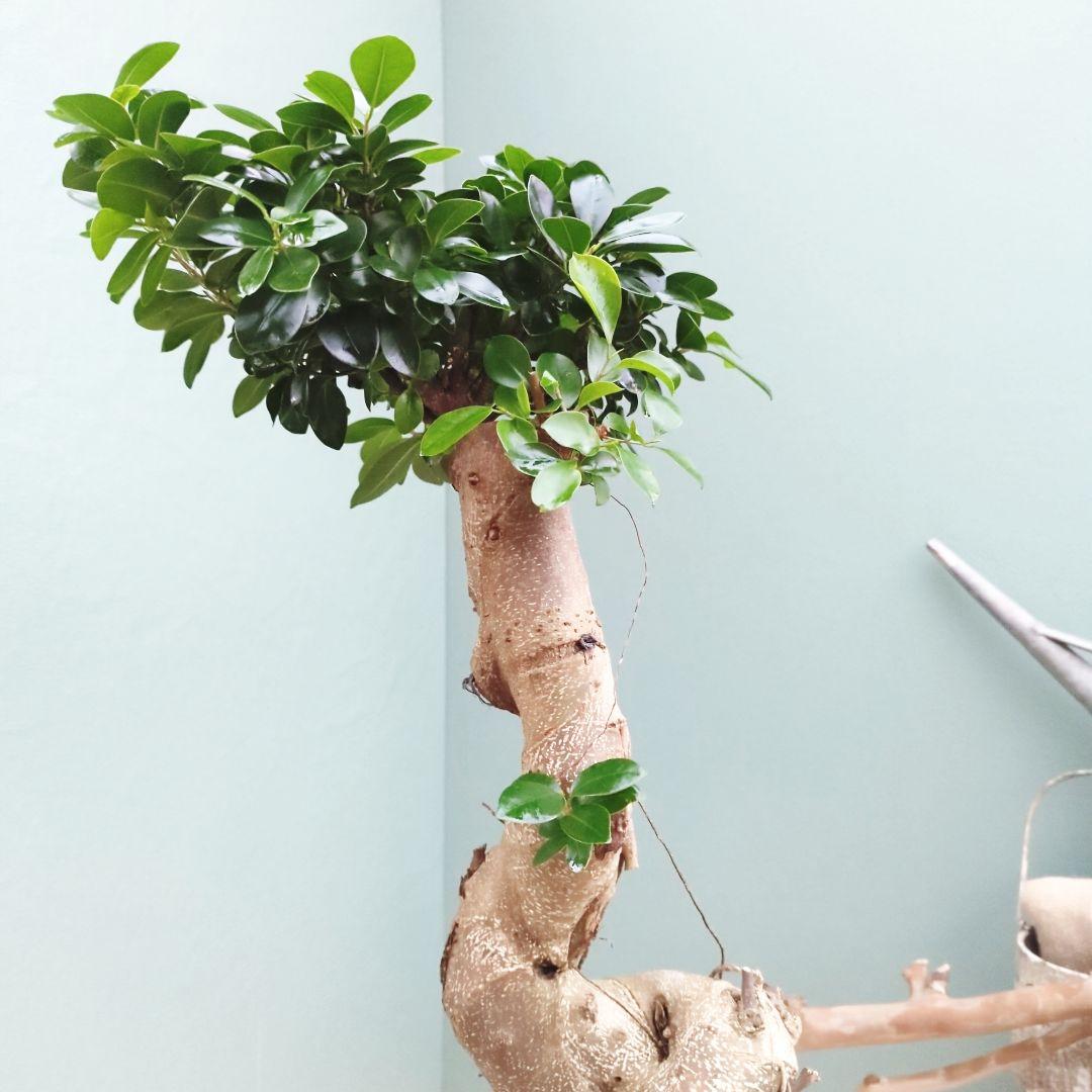 希少！ 太幹 曲がり 昇り龍ガジュマル 根上りガジュマル７号