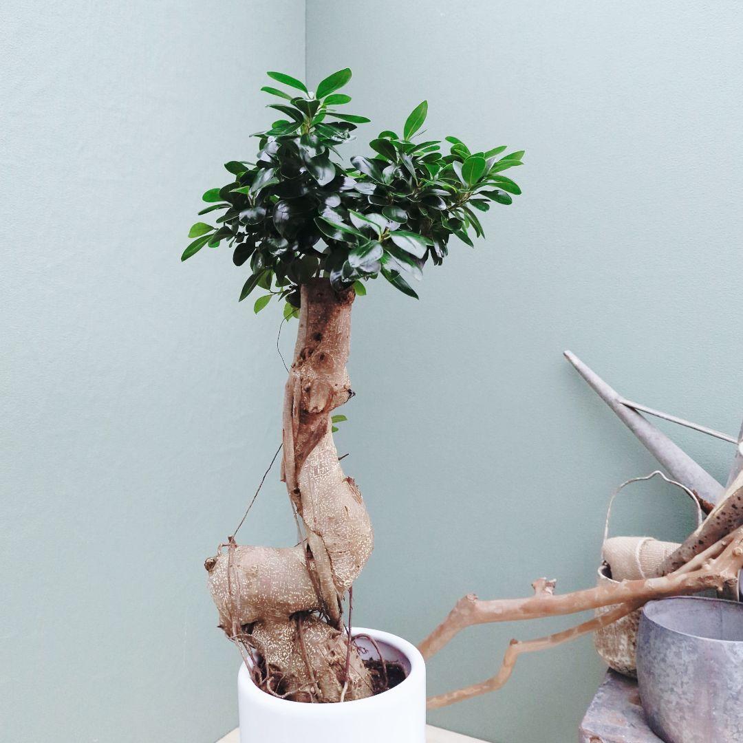 希少！ 太幹 曲がり 昇り龍ガジュマル 根上りガジュマル７号