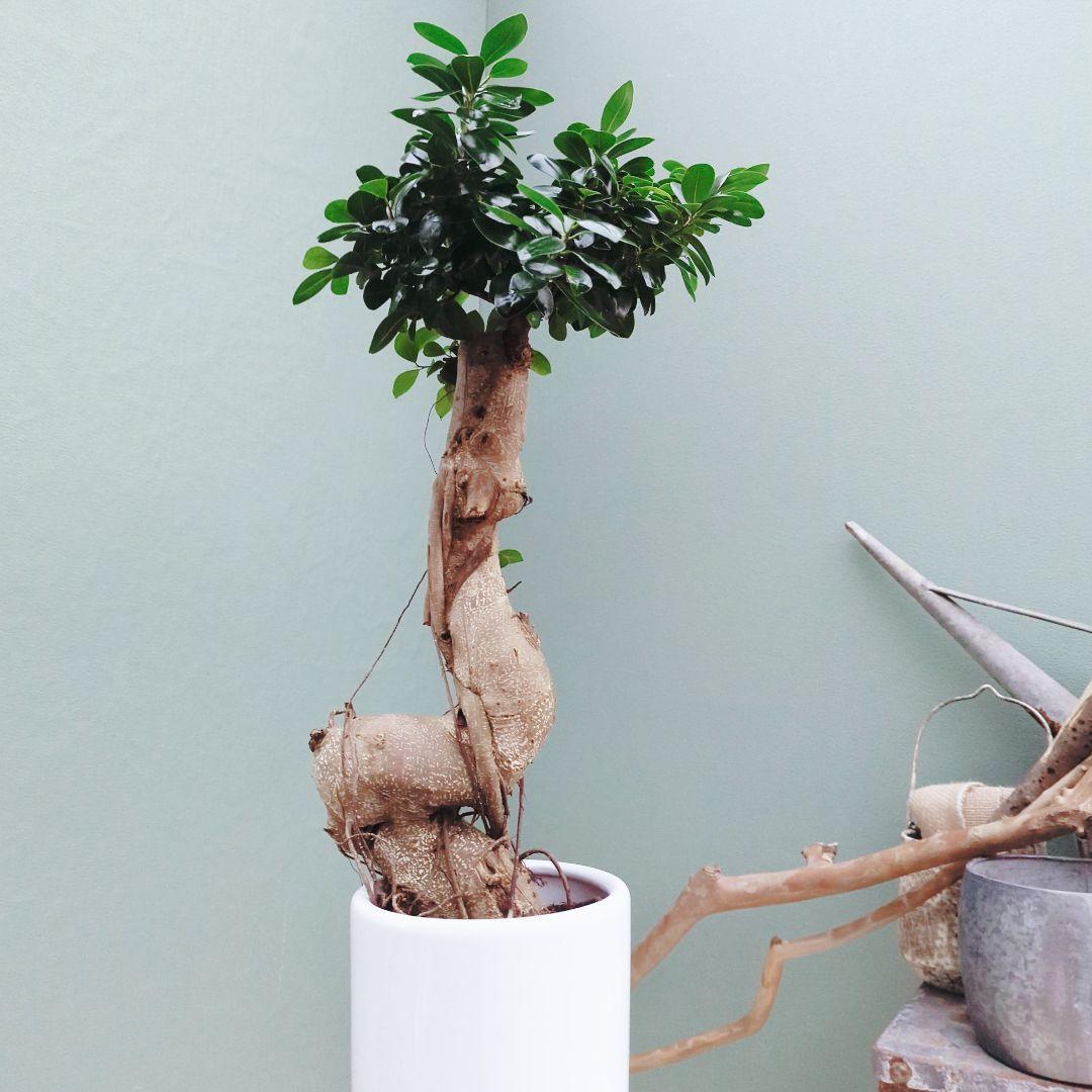 希少！ 太幹 曲がり 昇り龍ガジュマル 根上りガジュマル７号