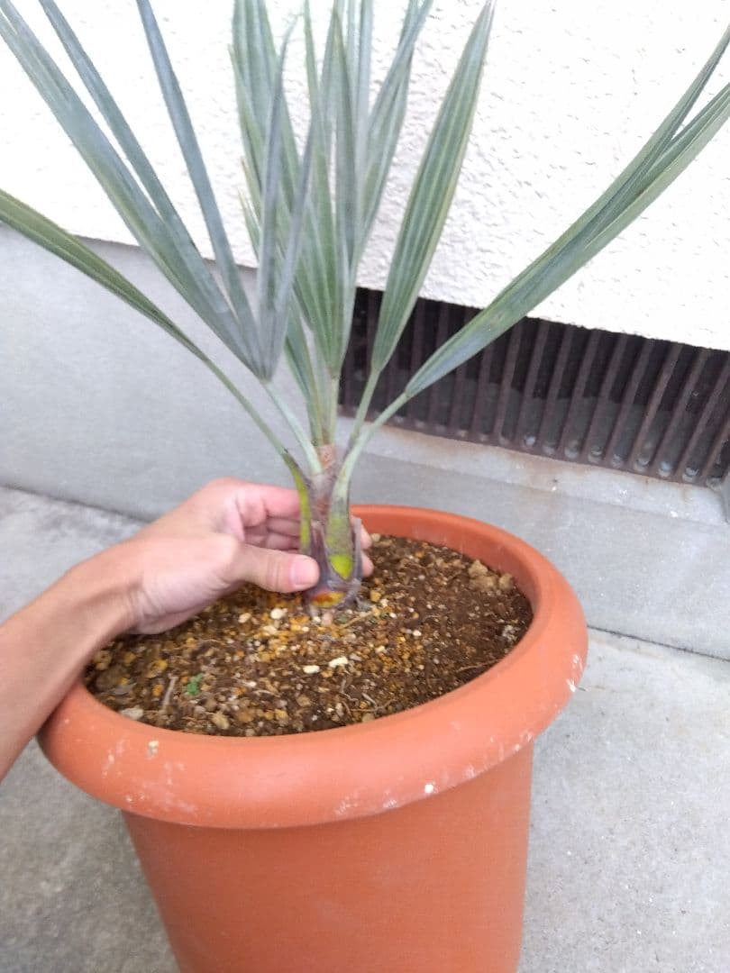 ブラヘアアルマータ　10号鉢つき　あ