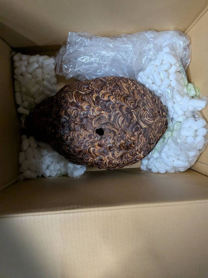 【本物】ハチの巣　縁起物