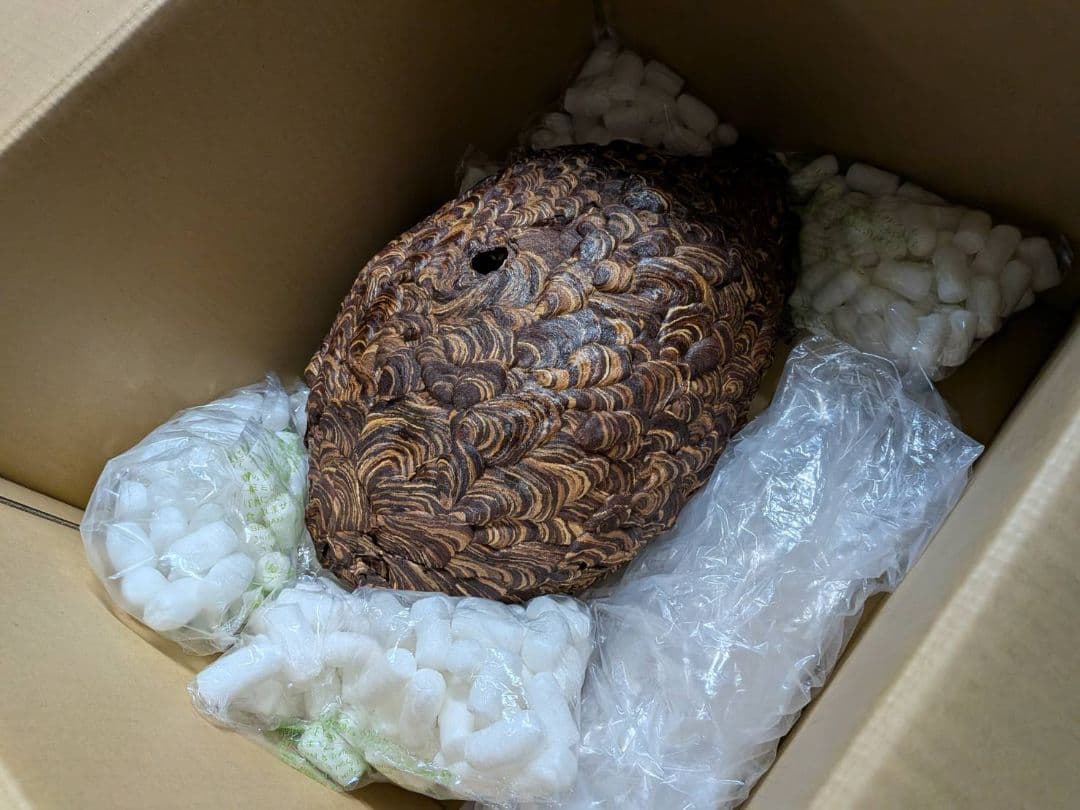 【本物】ハチの巣　縁起物