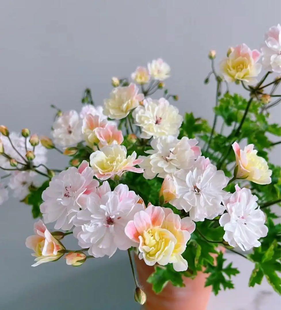 同捆専用ゼラニウム苗