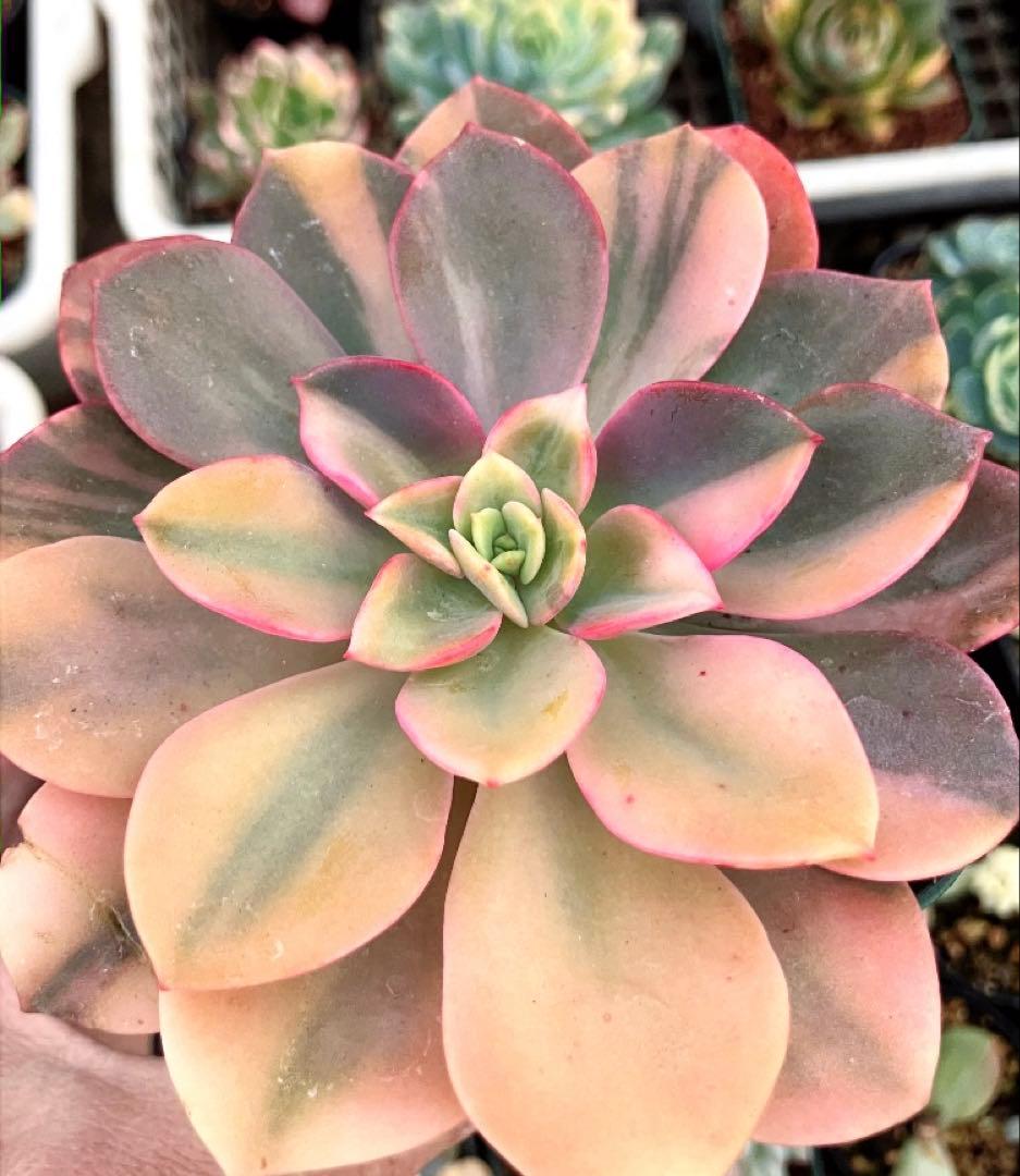 ジョアンダニエル錦　微根&ノーブルレッド錦&沙羅姫錦&エンシノ錦&フローレンス錦