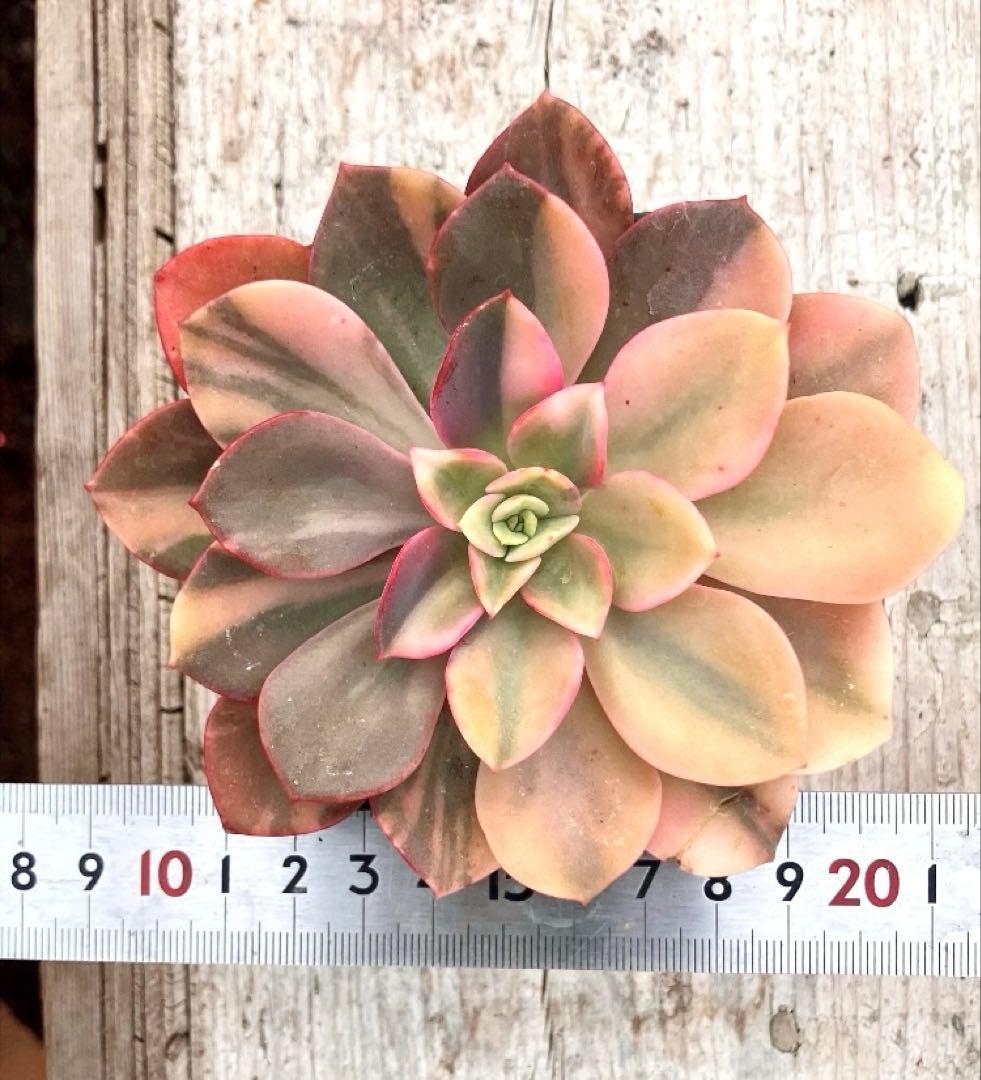 ジョアンダニエル錦　微根&ノーブルレッド錦&沙羅姫錦&エンシノ錦&フローレンス錦