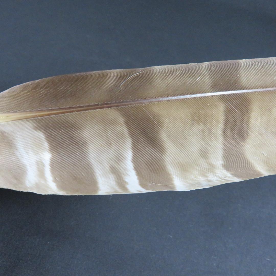 羽箒 羽根 茶道具 茶器 木箱 共箱 高級