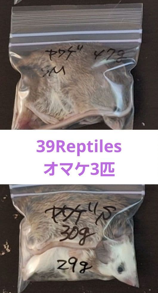 ちゃそ　マウス　L60　LL50　オマケヤワゲ入り！