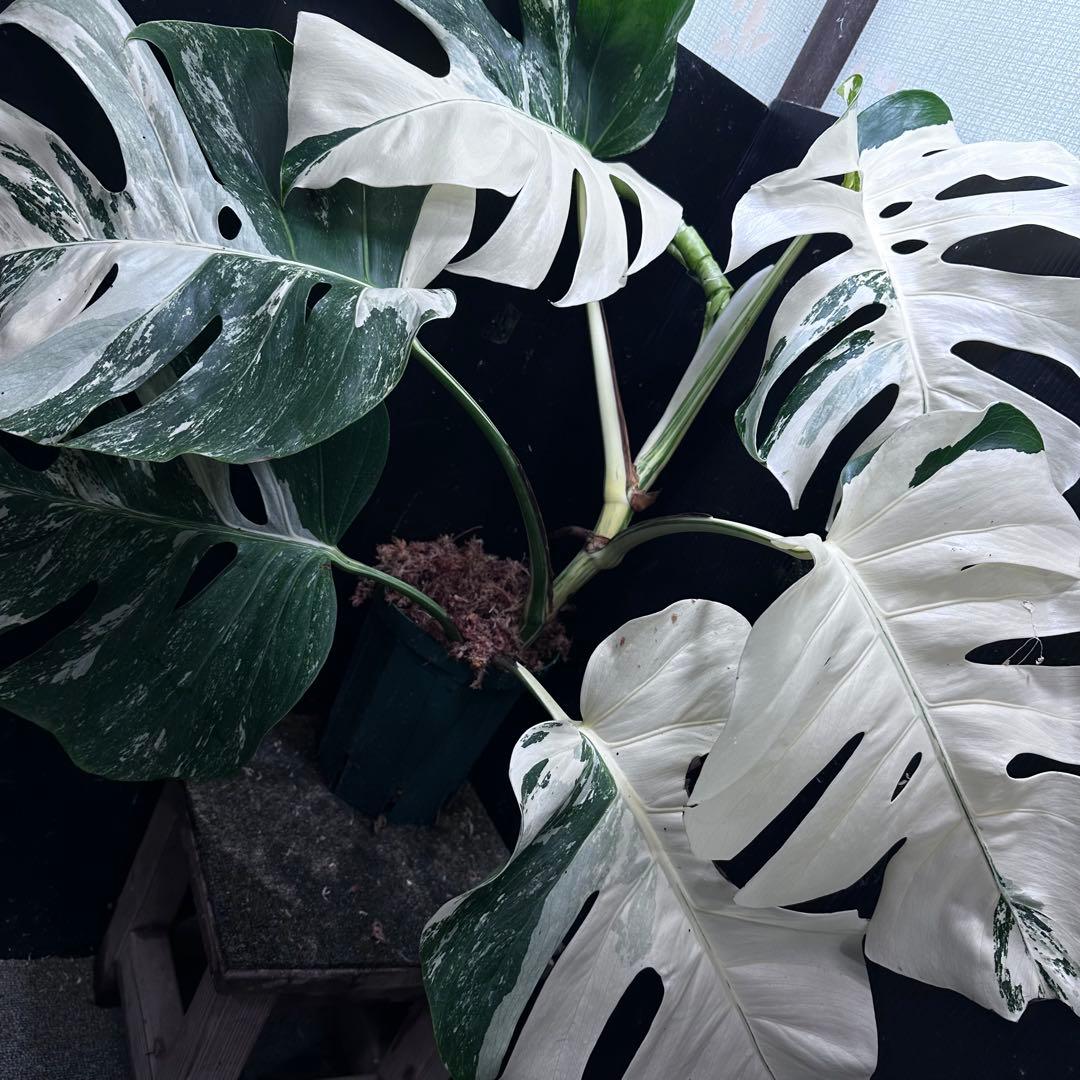 さ*ち様 斑入りモンステラ ホワイトタイガー極美大株72cm白斑多