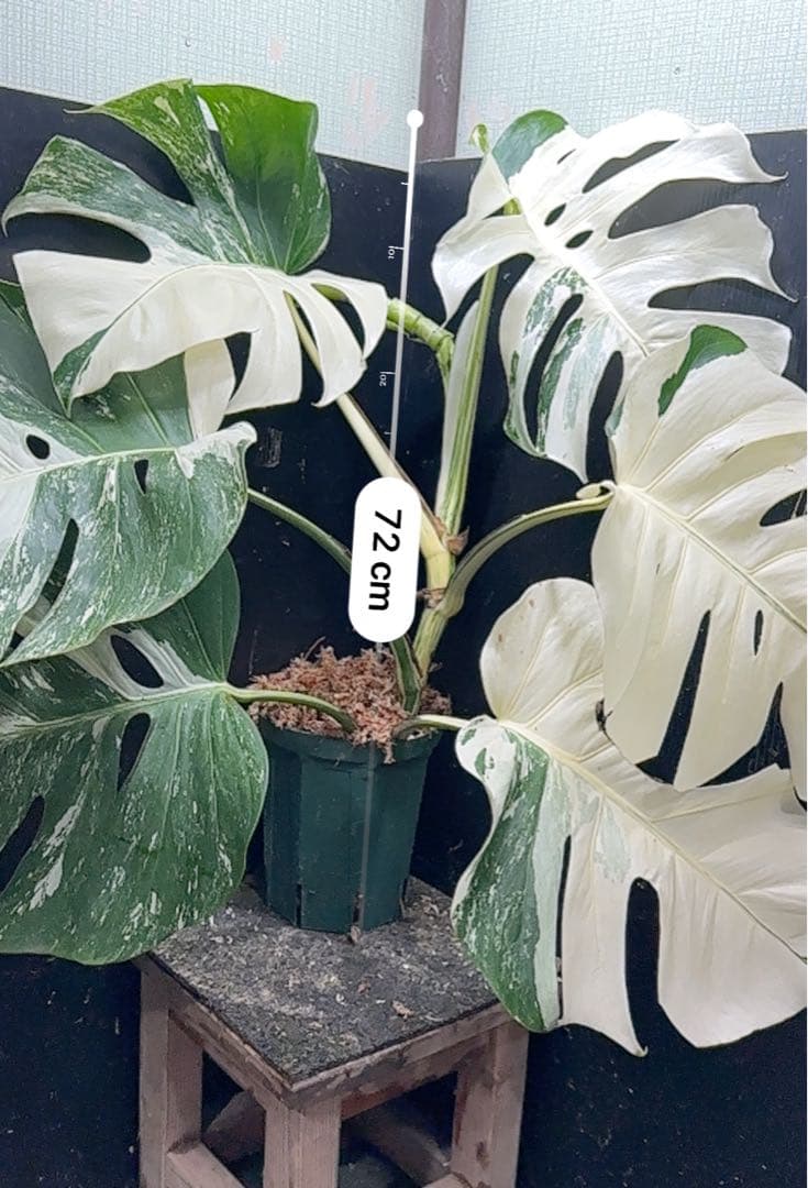 さ*ち様 斑入りモンステラ ホワイトタイガー極美大株72cm白斑多