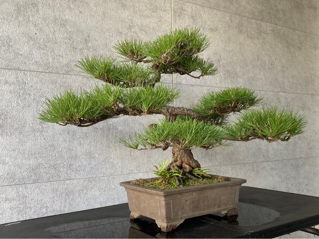 黒松　盆栽　逸品　大品盆栽　bonsai 中品盆栽 小品盆栽
