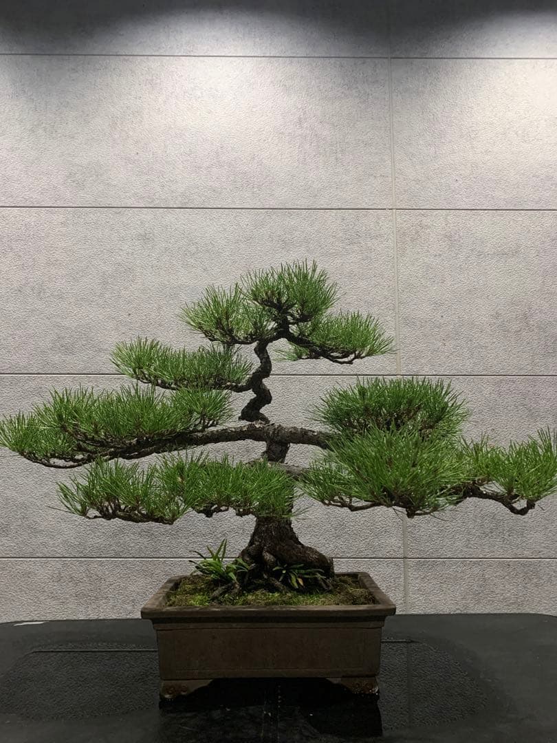 黒松　盆栽　逸品　大品盆栽　bonsai 中品盆栽 小品盆栽