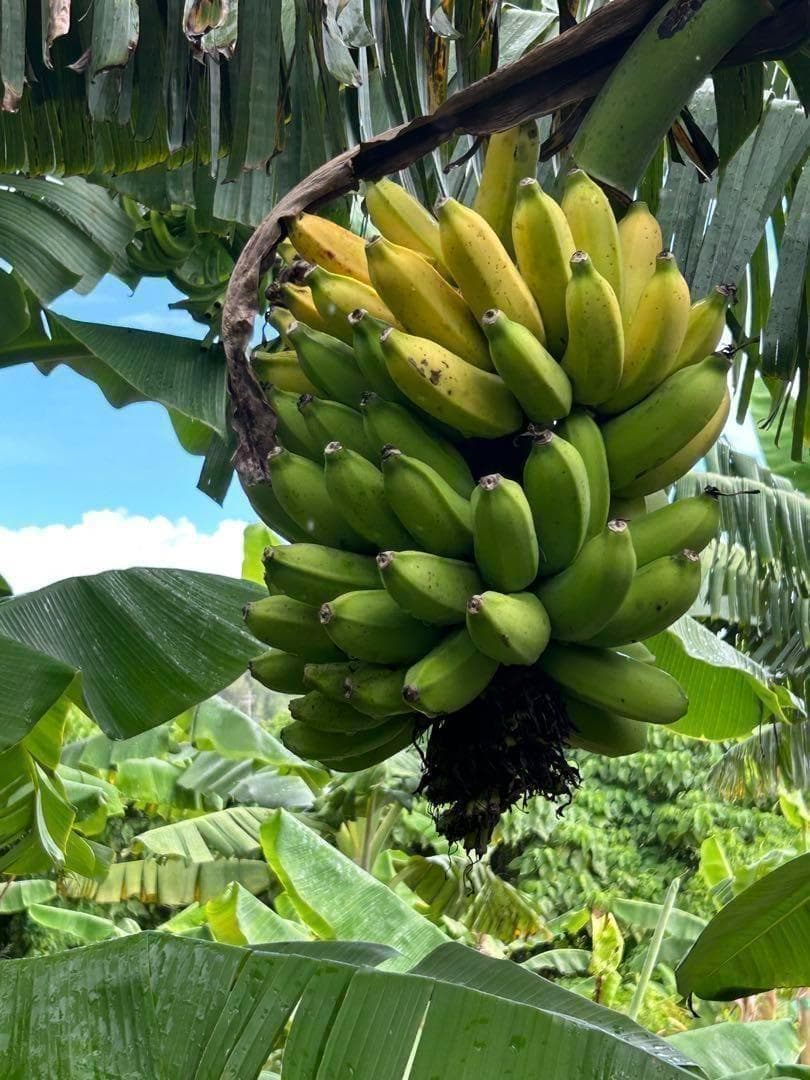 至福◆205㎝巨大苗◆ドワーフ・ゴールドバナナ◆濃厚芳醇で木熟OK、低木、耐寒強