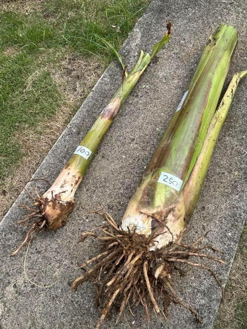 至福◆205㎝巨大苗◆ドワーフ・ゴールドバナナ◆濃厚芳醇で木熟OK、低木、耐寒強