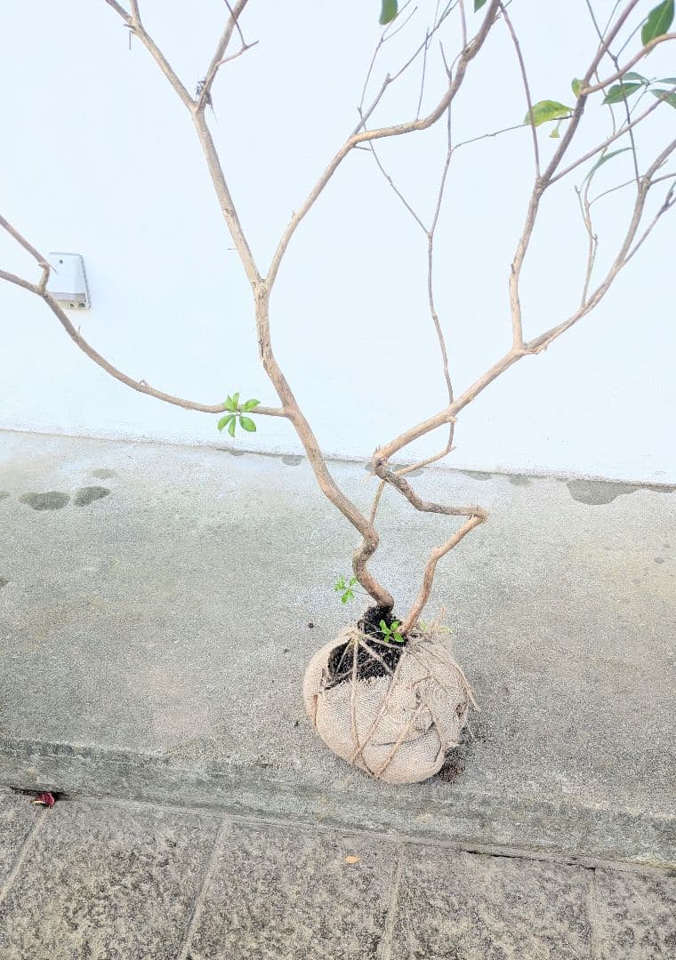 山採りアセビ株。