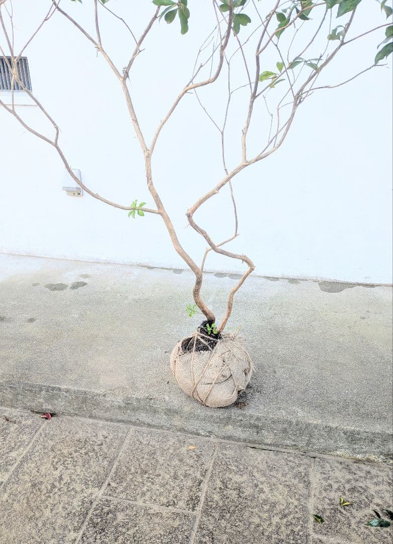 山採りアセビ株。