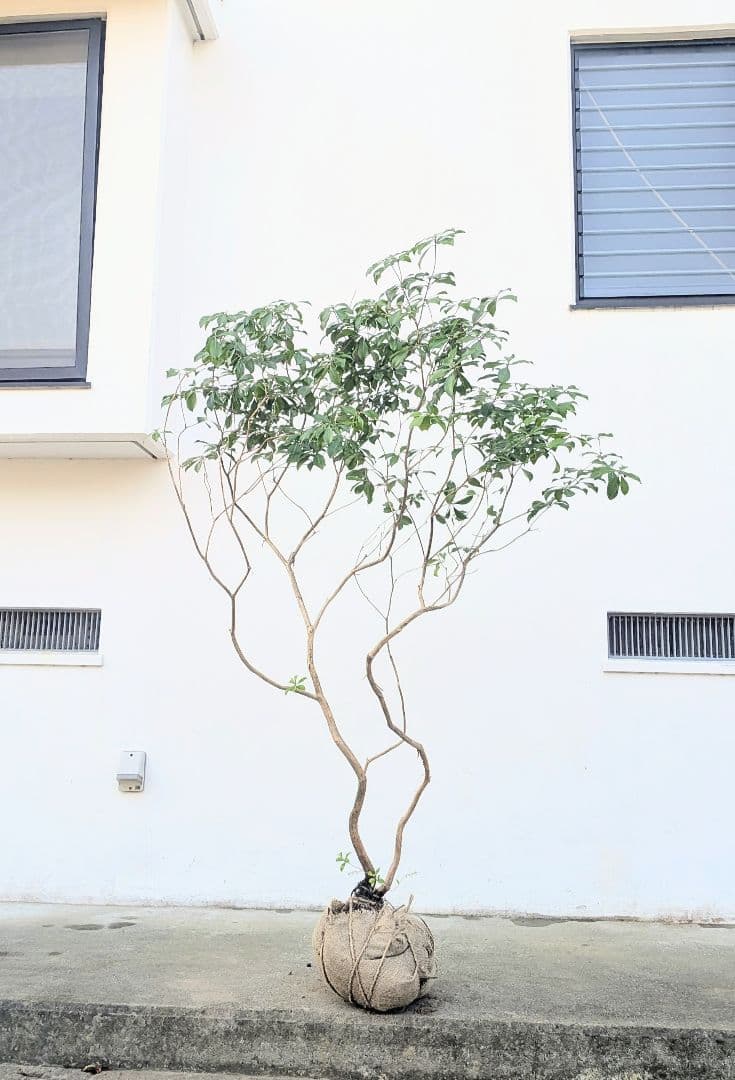 山採りアセビ株。