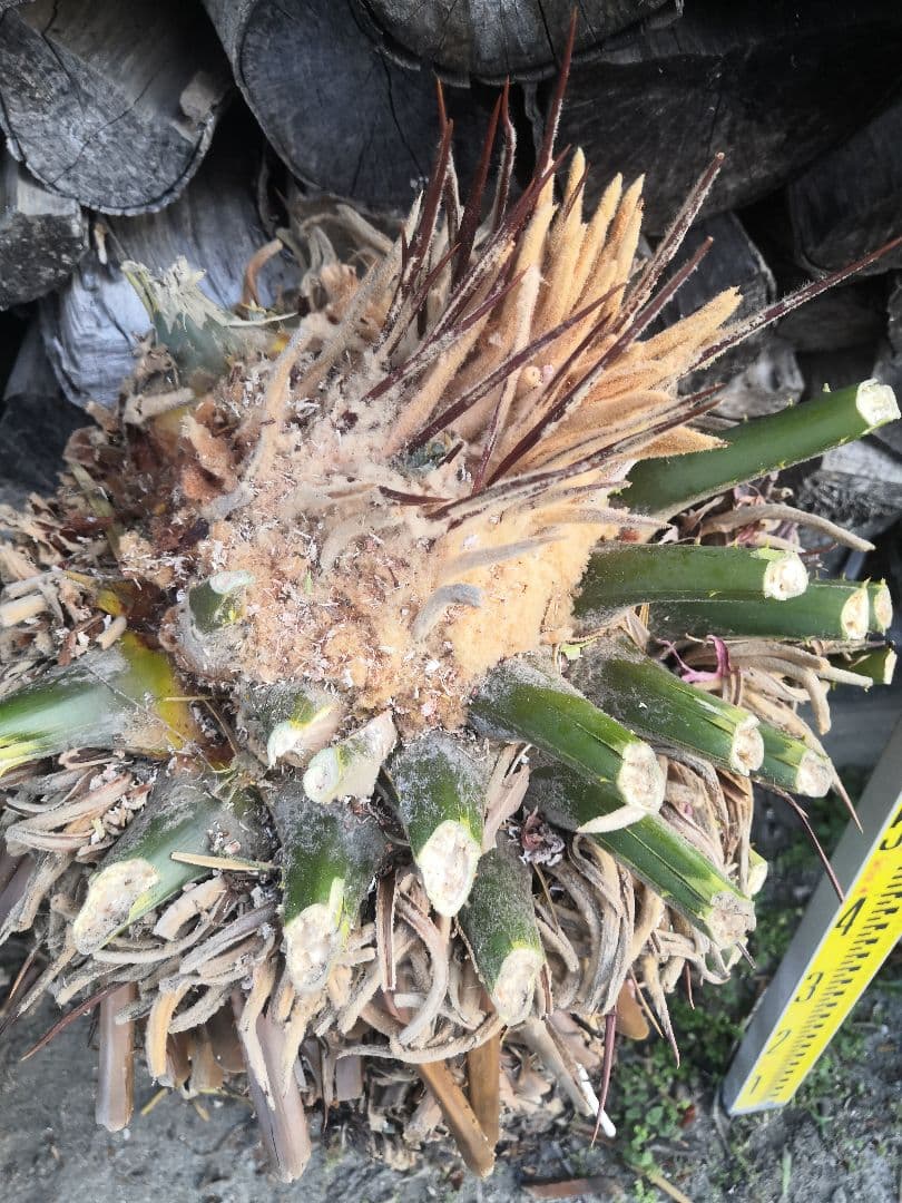 ソテツ 蘇鉄 胴切り　直径25cm前後