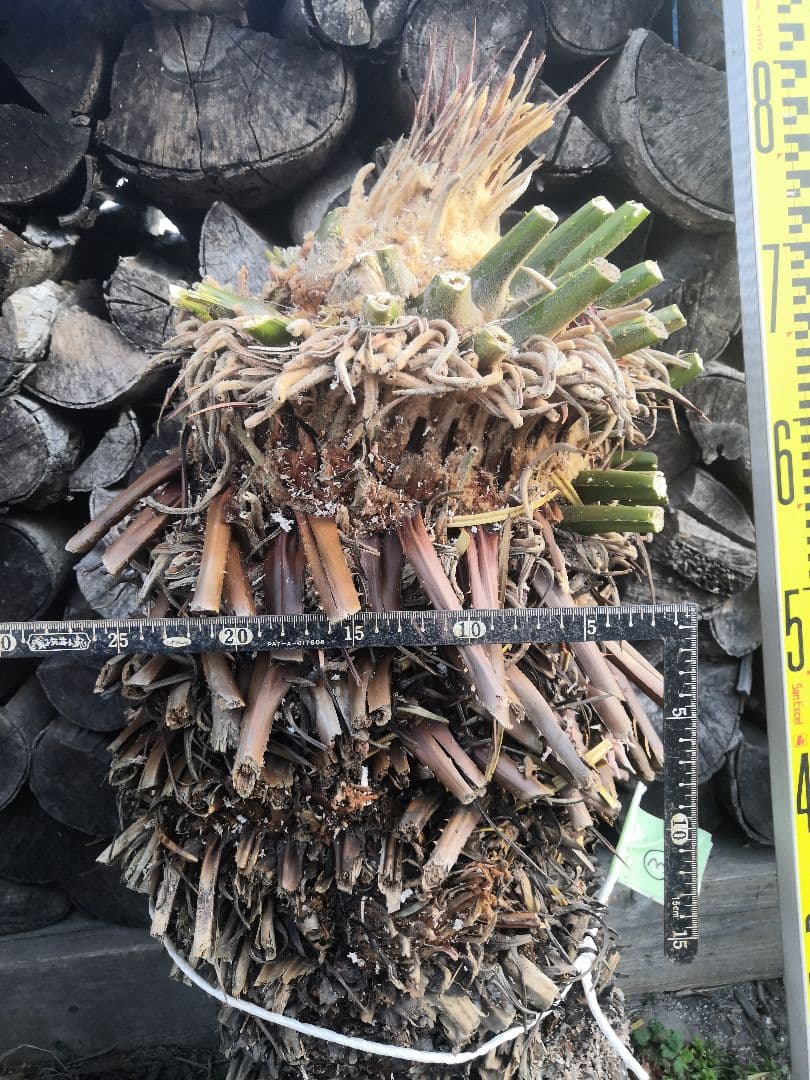 ソテツ 蘇鉄 胴切り　直径25cm前後