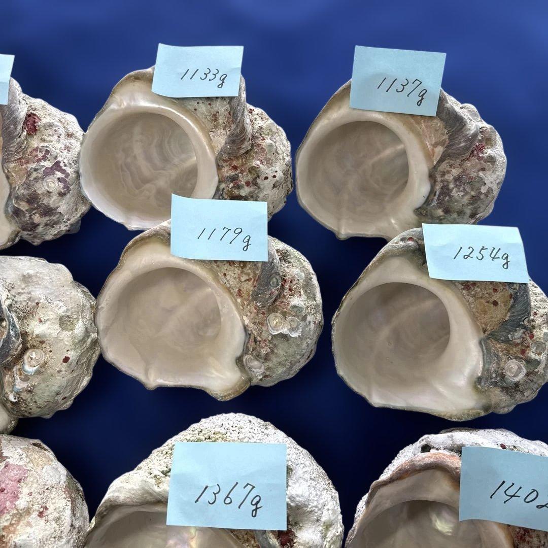 特大夜光貝　ヤコウ貝　まとめ売り　16個 21kg アクセサリー　ルアー