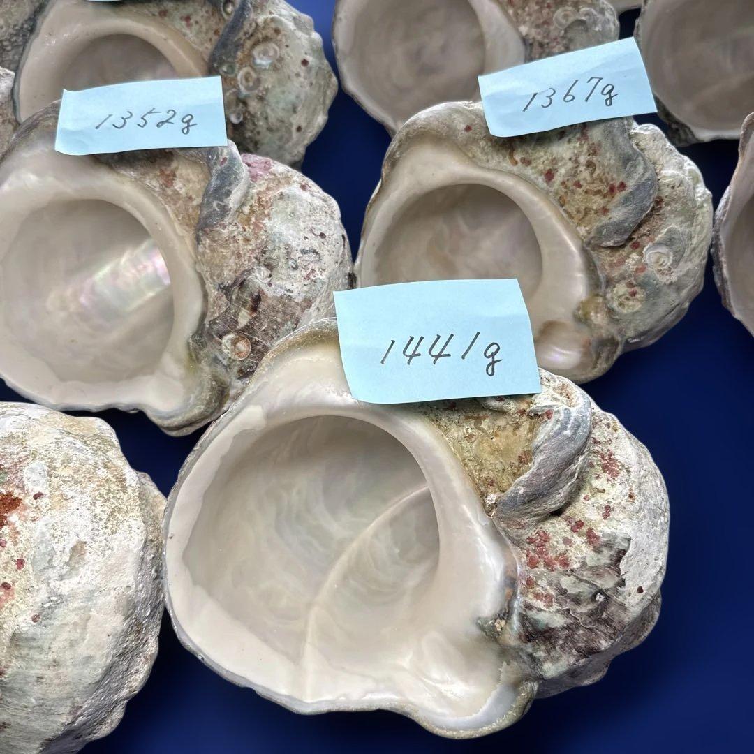特大夜光貝　ヤコウ貝　まとめ売り　16個 21kg アクセサリー　ルアー