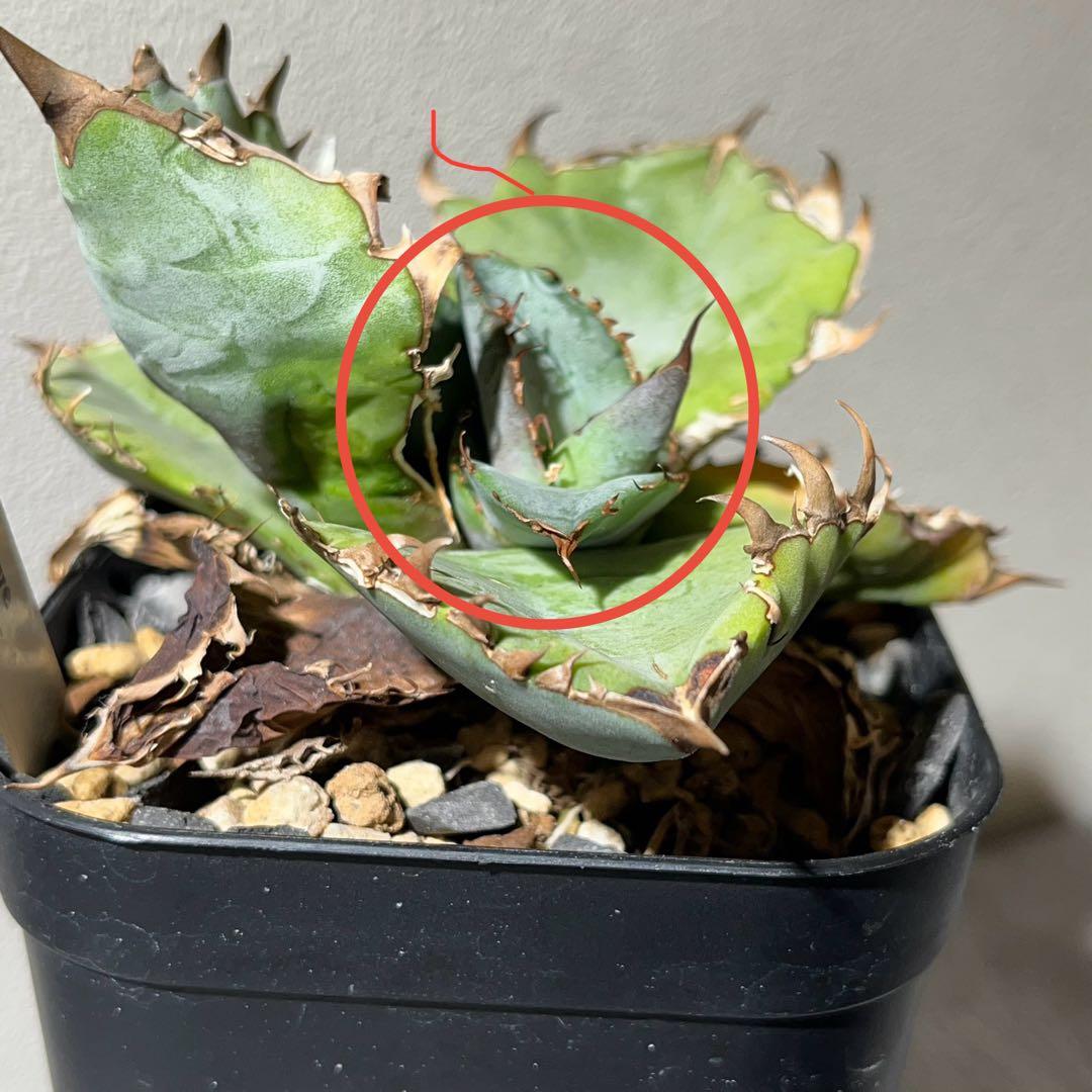 【BEAST】アガベ【ビースト】