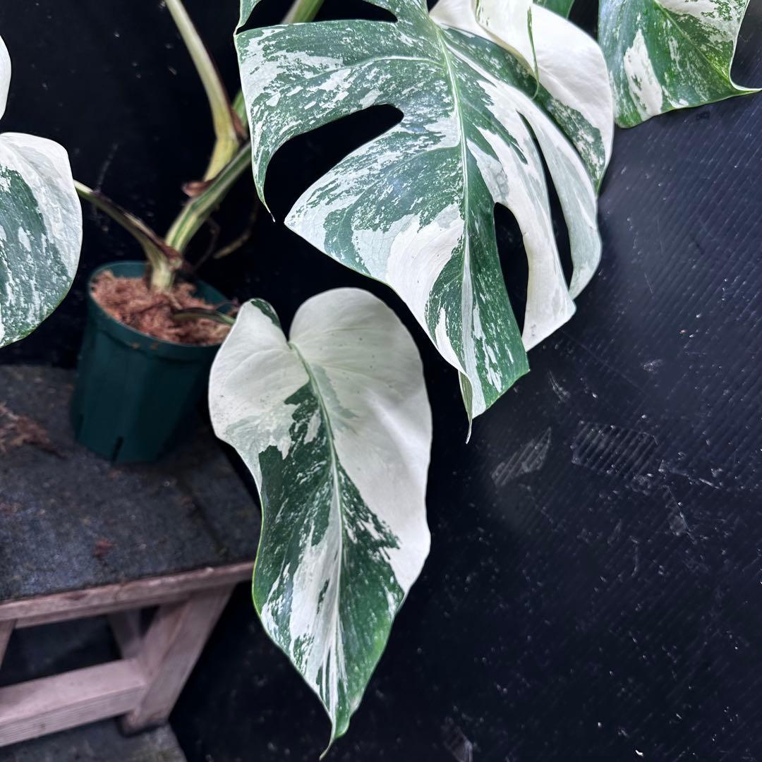 g*3様 斑入りモンステラ ホワイトタイガー極美大株79cm白斑多