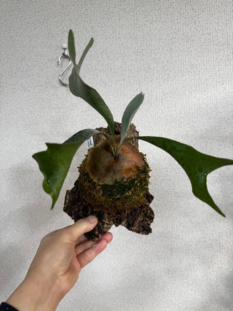 P. FWSQ FW ビカクシダ　OC株　株分　コルク 長期養生株