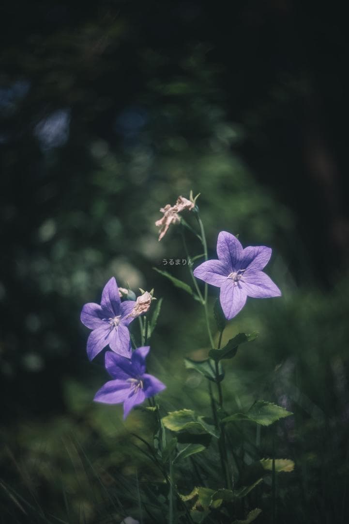 外観美品！希少なニッケル！Leica Nickel Summar 50mm F2