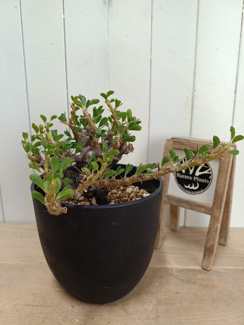 U031 厳選超美形展開株！サルコカウロン バンデリエティアエ現地球