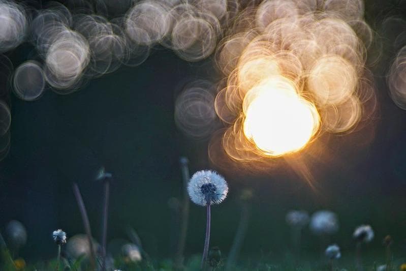 バブルボケレンズDiaplan (Pentacon) 150mm f2.8M42