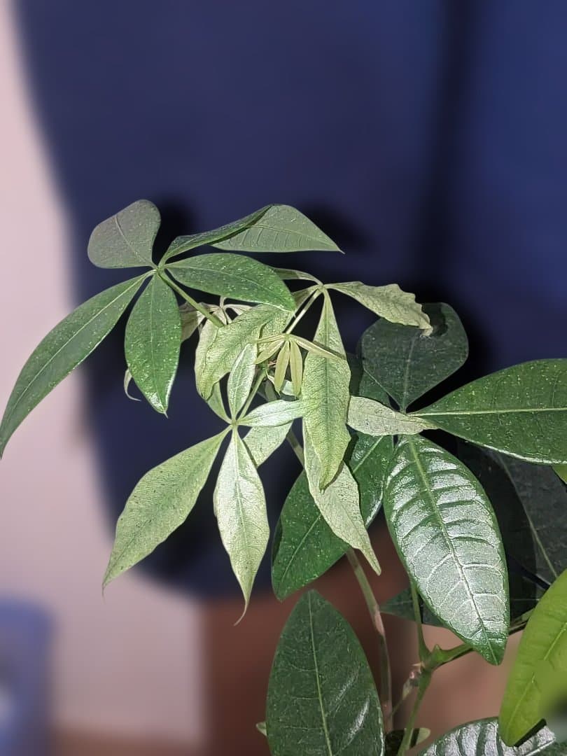 【激レア✨️】実生！二又！パキラ ミント斑