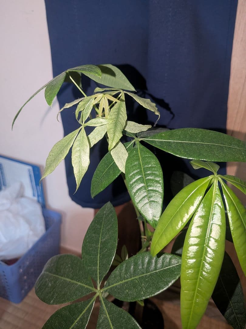 【激レア✨️】実生！二又！パキラ ミント斑