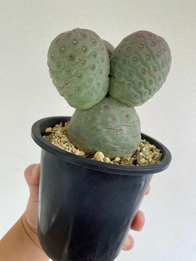 テフロカクタス ゲオメトリクス 胴太株