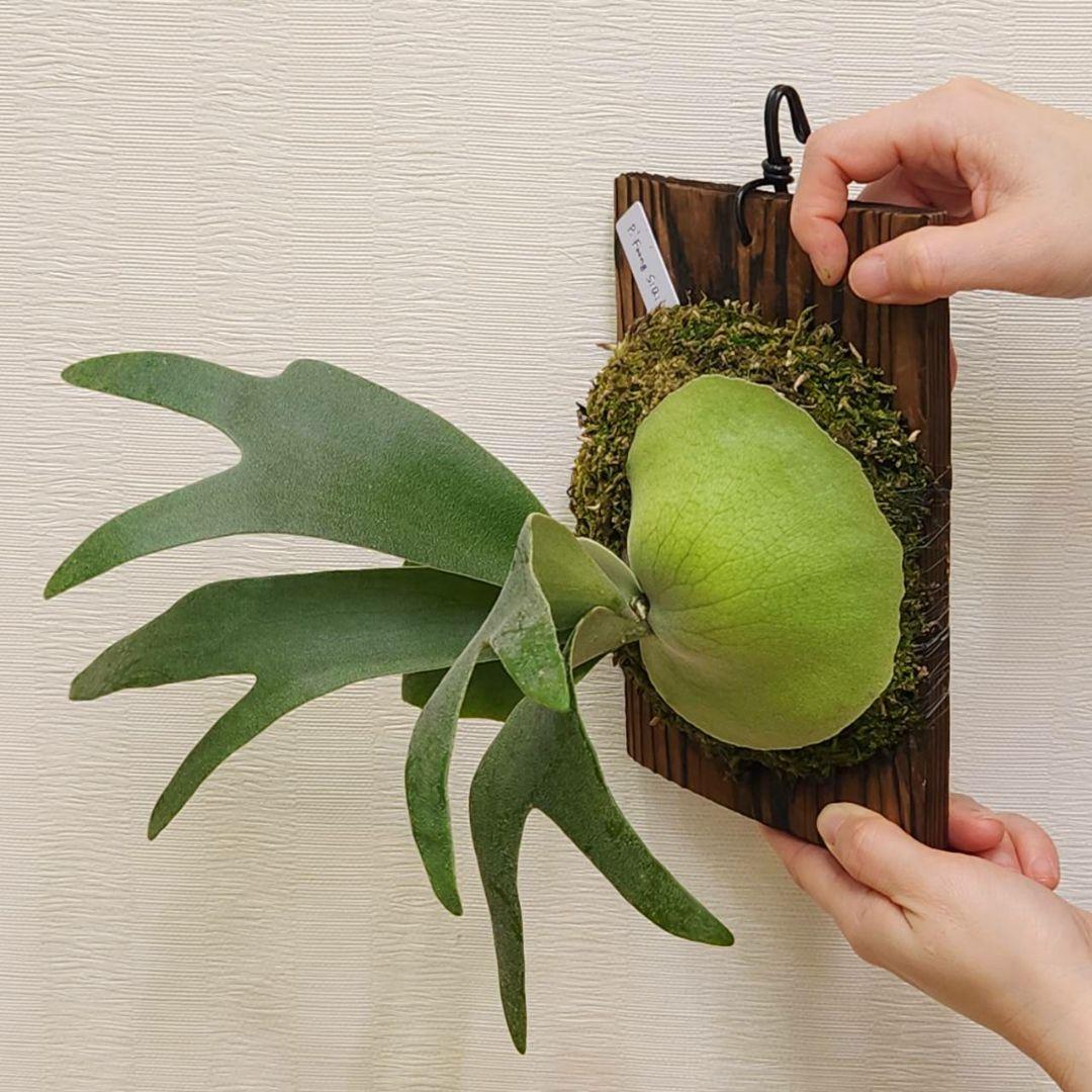 フーンシキOC子株　P.FoongSiQi　ビカクシダ 株分け品子株 オリジナル