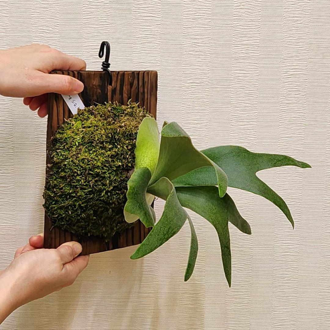 フーンシキOC子株　P.FoongSiQi　ビカクシダ 株分け品子株 オリジナル