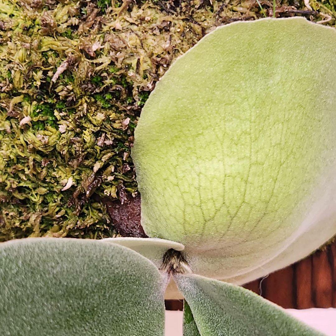 フーンシキOC子株　P.FoongSiQi　ビカクシダ 株分け品子株 オリジナル