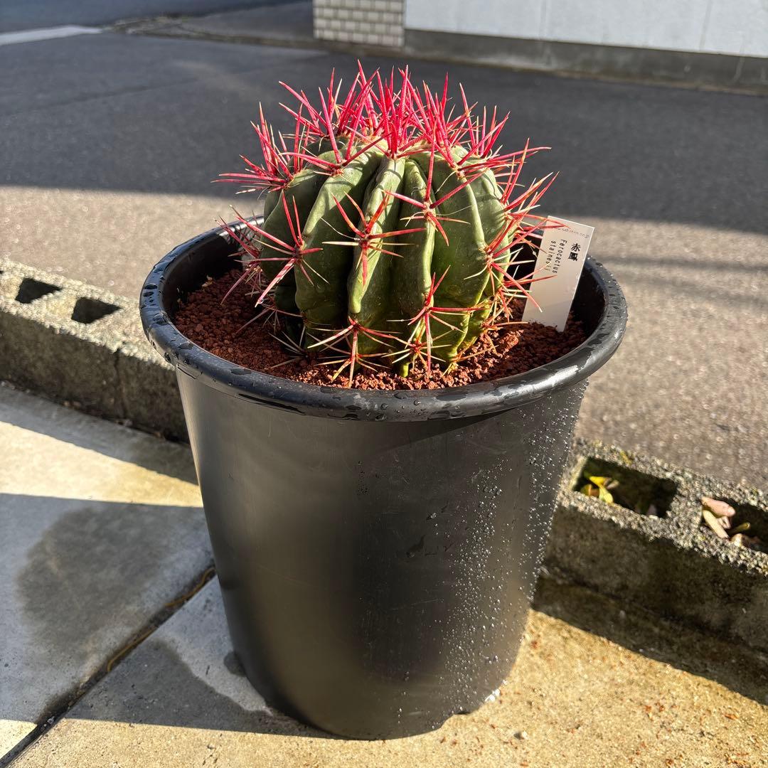 厳選株　フェロカクタス　赤鳳　8号　本物　ロックガーデン