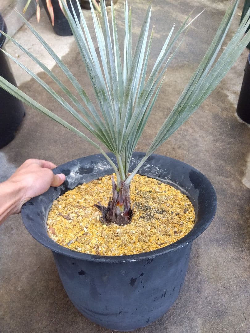 ブラヘアアルマータ　10号鉢つき　幹太❗　あ