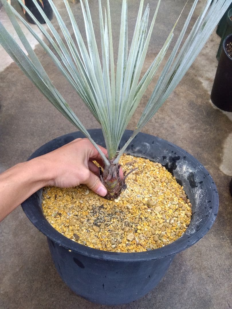 ブラヘアアルマータ　10号鉢つき　幹太❗　あ