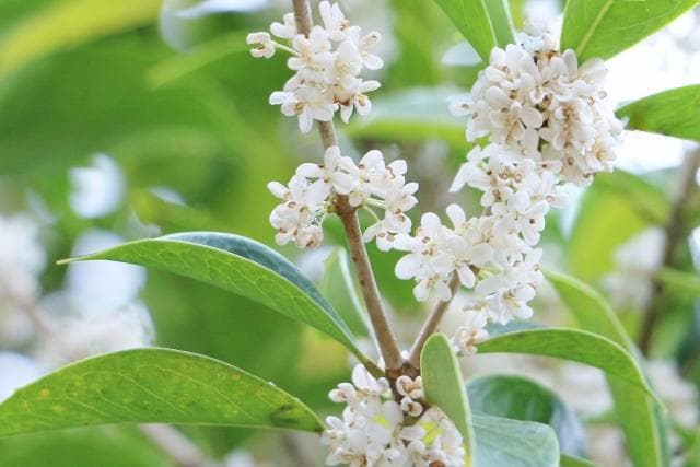 《現品》四季咲きモクセイ　樹高1.4ｍ（根鉢含まず）57【白花/苗木/植木】