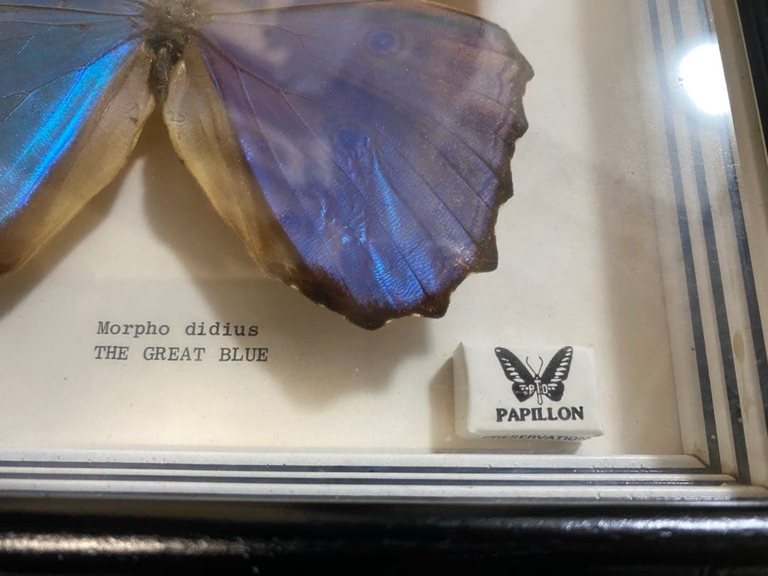 Morpho didius 蝶 標本 青色THE GREAT BLUE モルフォ