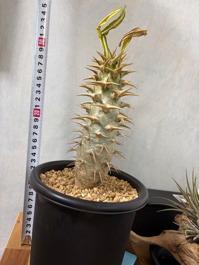 【値下可】アンボンゲンセ