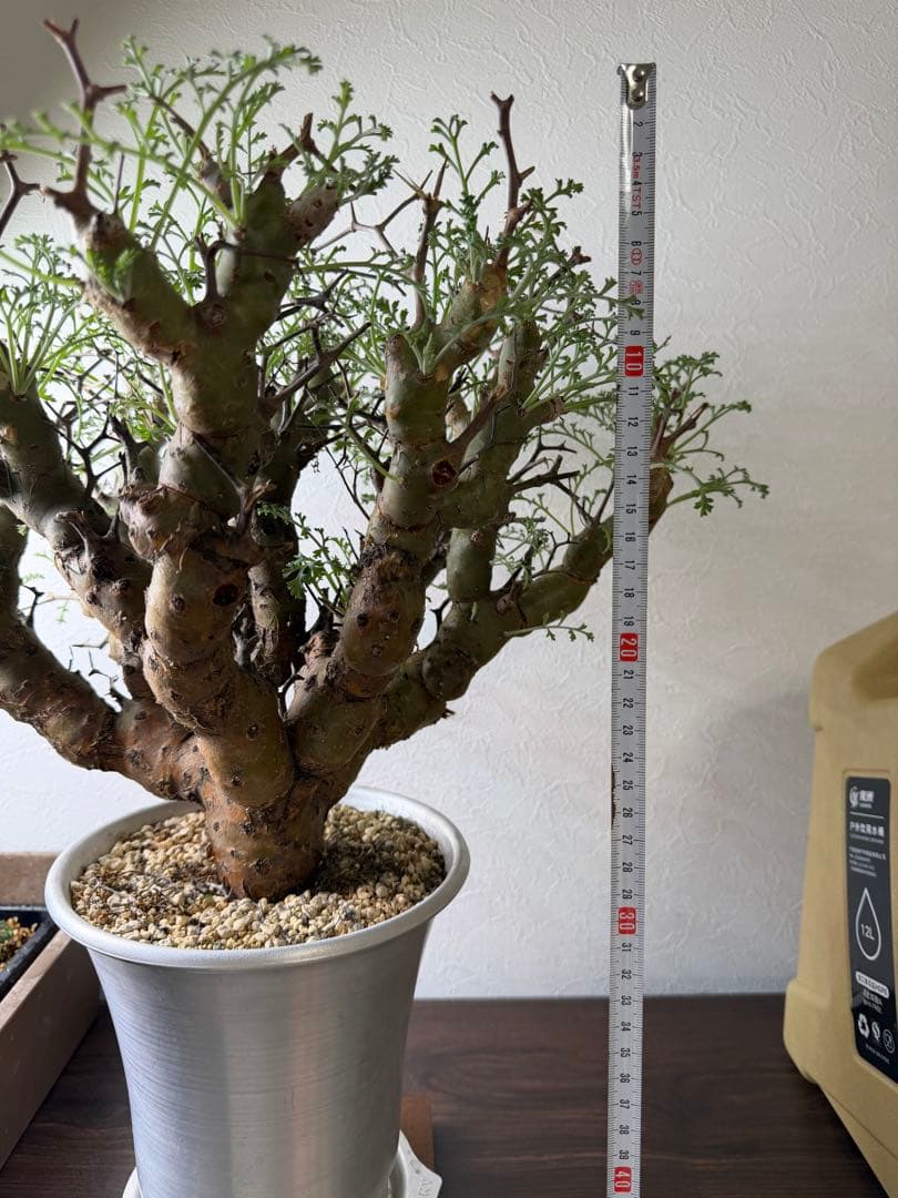 ペラルゴニウム クリズミフォリウム 山伏天狗