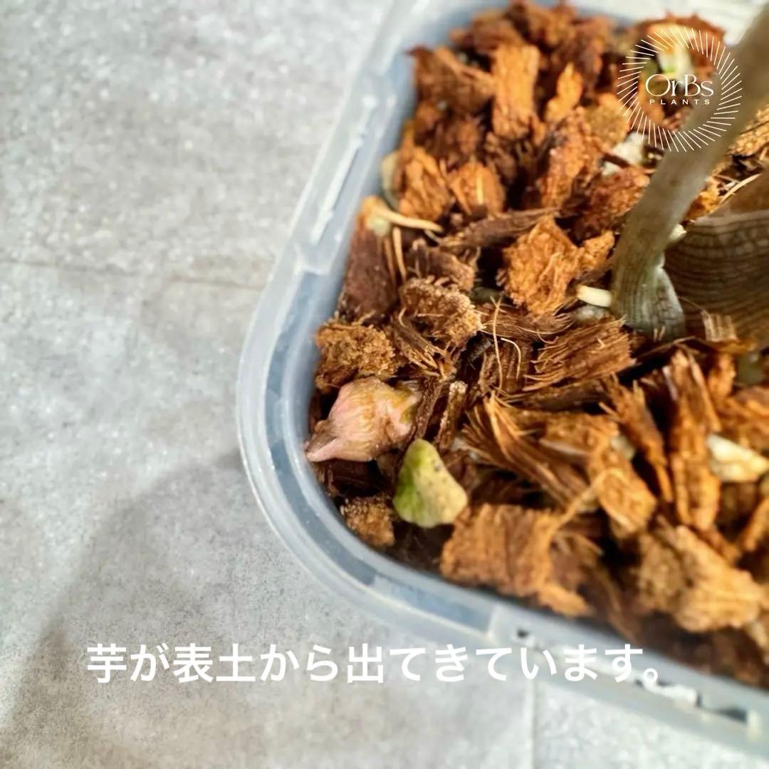 掲載最終日セール【芋付き】アロカシア ノビリス ピンク斑入り 中株サイズ