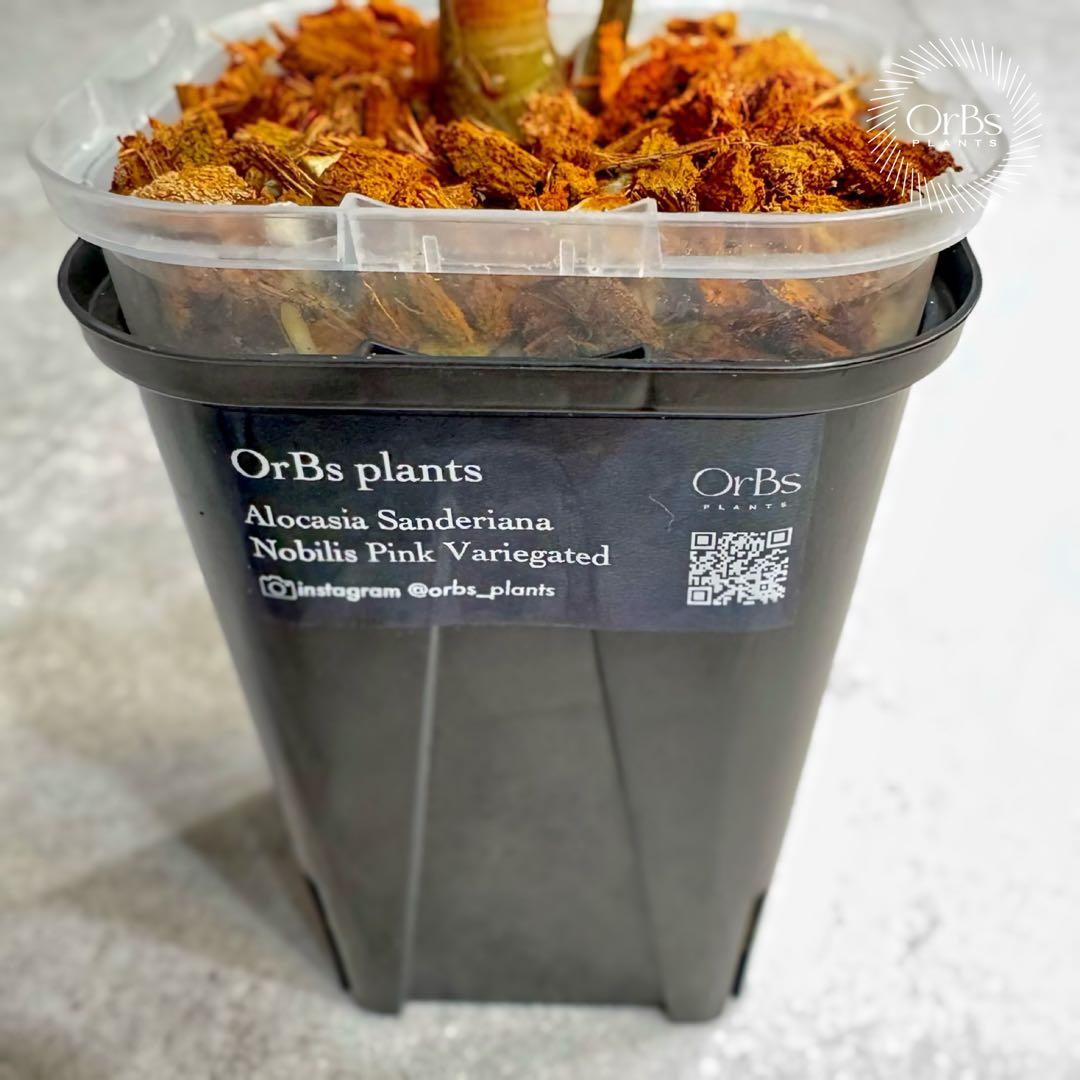 掲載最終日セール【芋付き】アロカシア ノビリス ピンク斑入り 中株サイズ