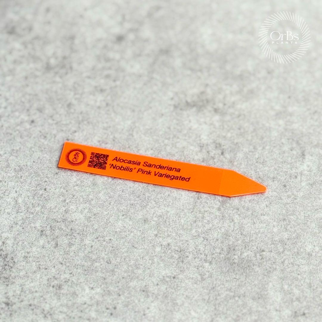 掲載最終日セール【芋付き】アロカシア ノビリス ピンク斑入り 中株サイズ