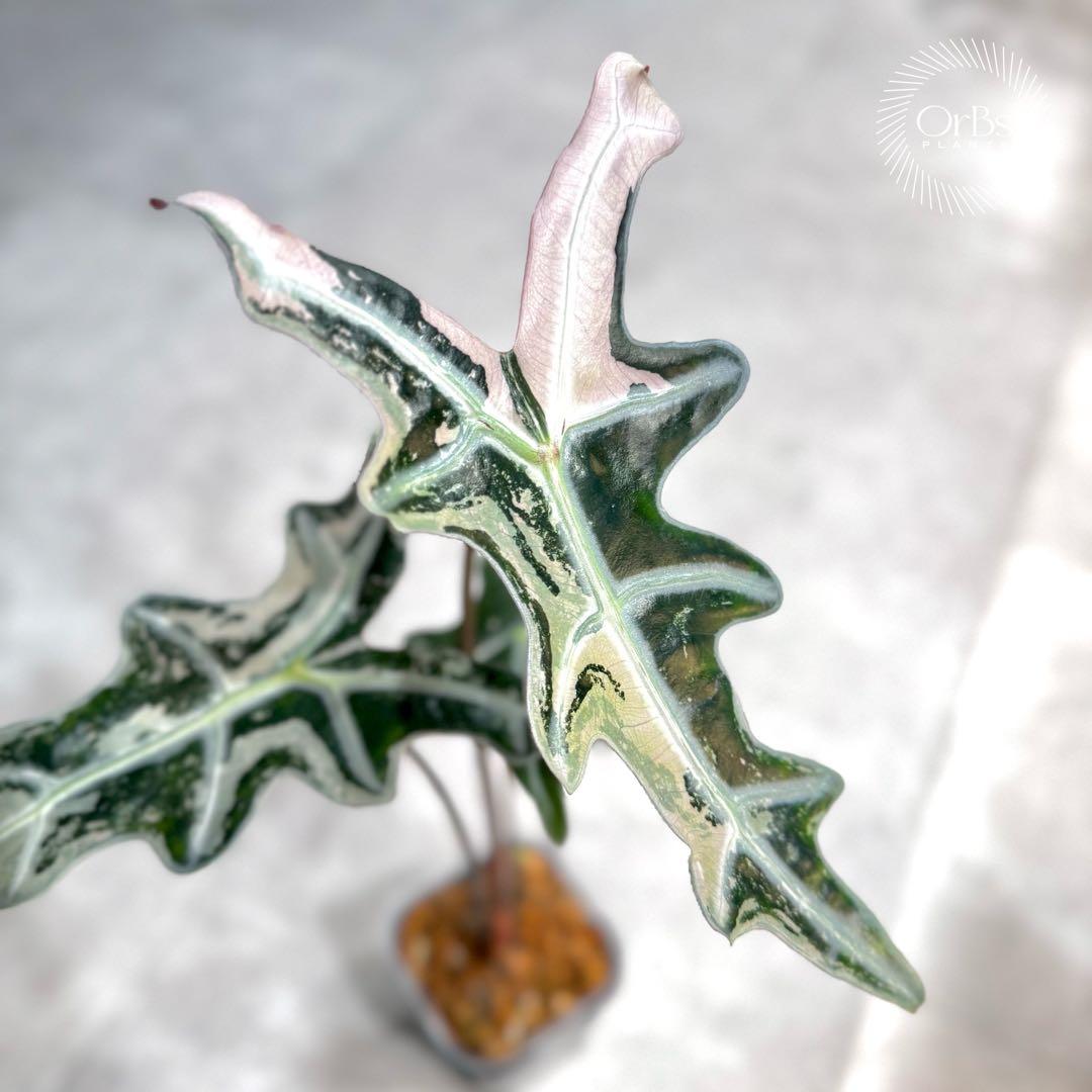 掲載最終日セール【芋付き】アロカシア ノビリス ピンク斑入り 中株サイズ