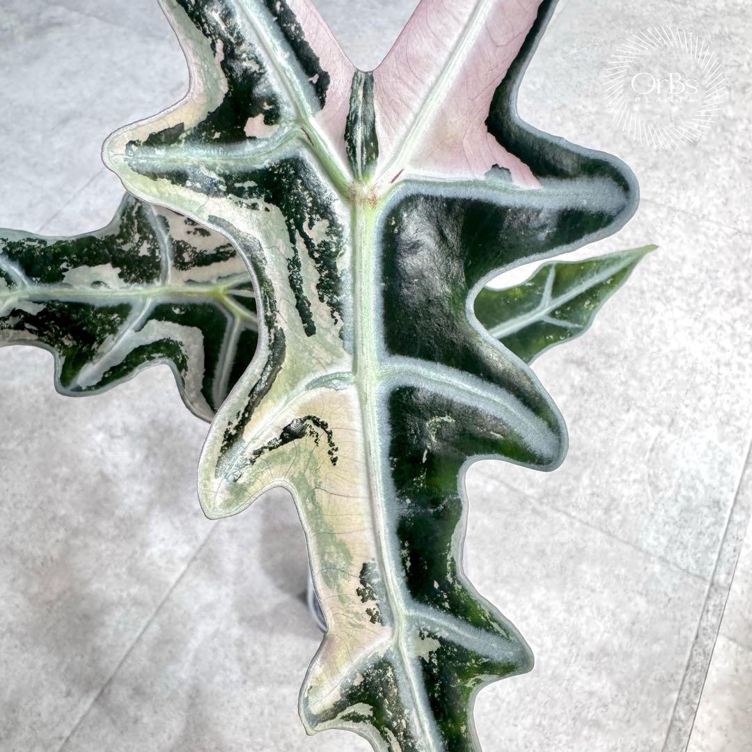 掲載最終日セール【芋付き】アロカシア ノビリス ピンク斑入り 中株サイズ