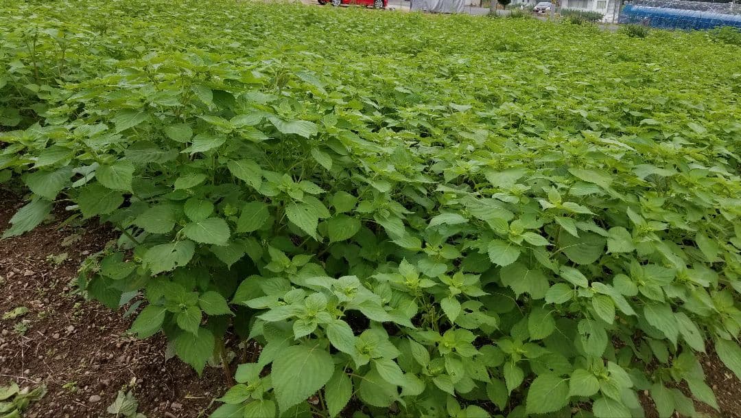 えごま油 　低温圧搾　100％国産　110g✕5